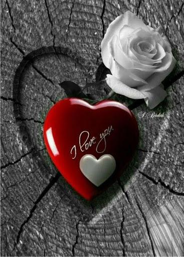 Flowers HD Wallpapers, Colorful live Roses ۴K - عکس برنامه موبایلی اندروید