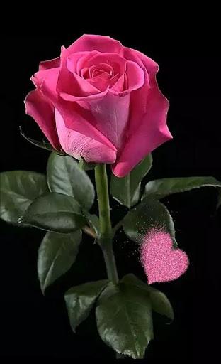 Flowers HD Wallpapers, Colorful live Roses ۴K - عکس برنامه موبایلی اندروید