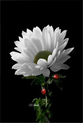 Flowers HD Wallpapers, Colorful live Roses ۴K - عکس برنامه موبایلی اندروید
