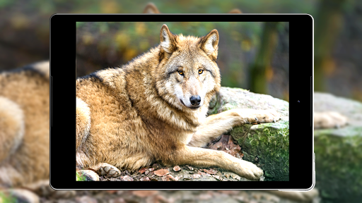 Wolf Wallpaper HD - Image screenshot of android app