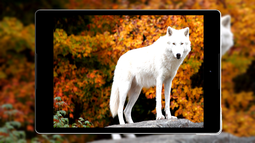 Wolf Wallpaper HD - Image screenshot of android app