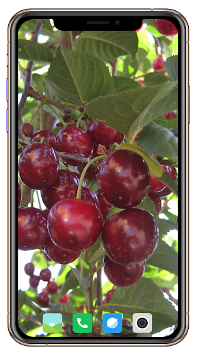 Fruit Trees Wallpaper HD - Image screenshot of android app