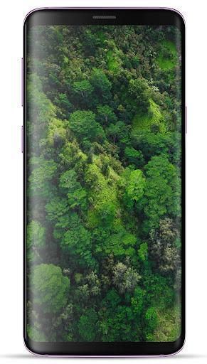 Forest Wallpaper HD - Image screenshot of android app