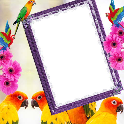 Parrot Insta DP - Image screenshot of android app