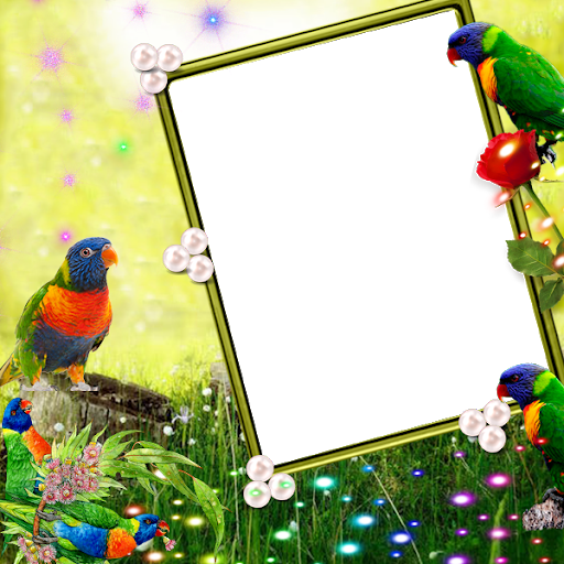 Rainbow Lorikeet Insta DP - Image screenshot of android app