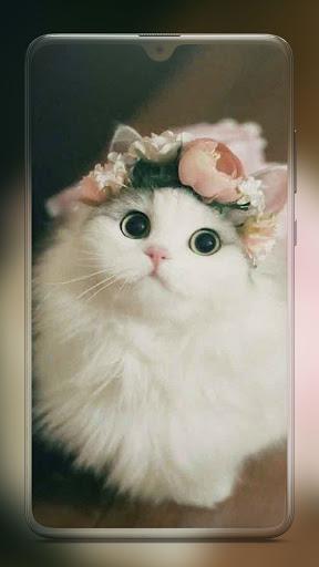 Cute Cat Wallpaper - Image screenshot of android app