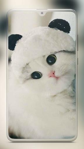 Cute Cat Wallpaper - Image screenshot of android app