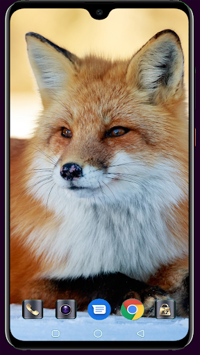 Fox Wallpaper - Image screenshot of android app