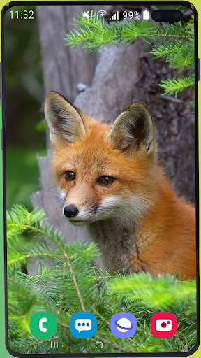 Fox Wallpaper HD - Image screenshot of android app