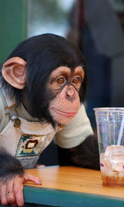 Talking Funny Monkey Free LWP Game for Android - Download | Cafe Bazaar Talking Funny Monkey Free LWP Game for Android - Download | Cafe Bazaar