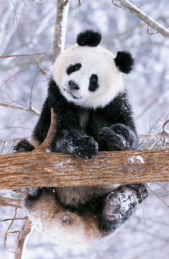 cute panda wallpaper for android