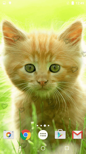 50 3D Moving Cats Wallpaper  WallpaperSafari