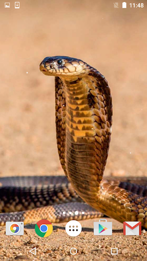 Snake Live Wallpaper HD - عکس برنامه موبایلی اندروید