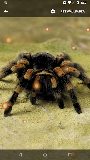 Black and yellow spider on the sand - Tarantula wallpaper