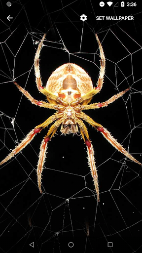Spider Live Wallpaper - عکس برنامه موبایلی اندروید