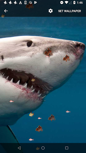 3D Shark Live Wallpaper - عکس برنامه موبایلی اندروید