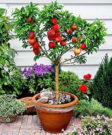 Fruit Trees In Pots - Image screenshot of android app