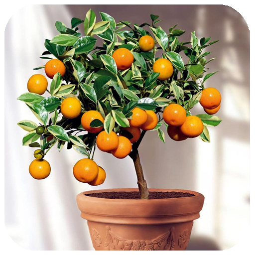 Fruit Trees In Pots - عکس برنامه موبایلی اندروید