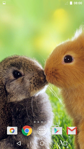 Cute Animals Live Wallpaper - عکس برنامه موبایلی اندروید