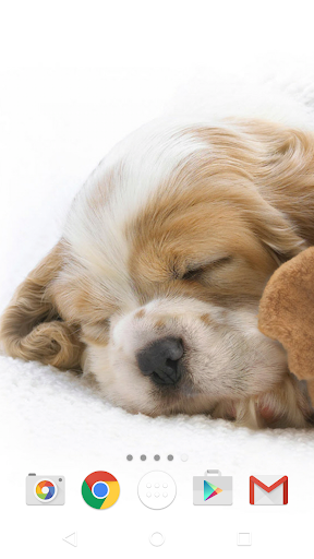 Cute Animals Live Wallpaper - عکس برنامه موبایلی اندروید