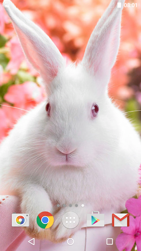 Cute Animals Live Wallpaper - عکس برنامه موبایلی اندروید