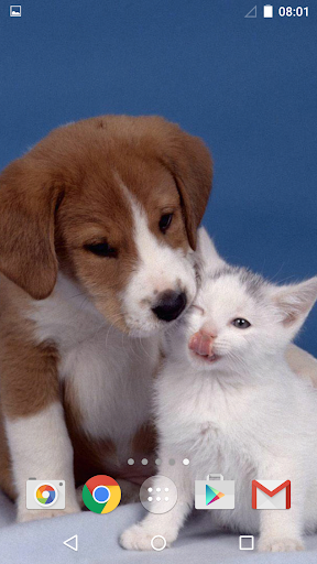 Cute Animals Live Wallpaper - عکس برنامه موبایلی اندروید