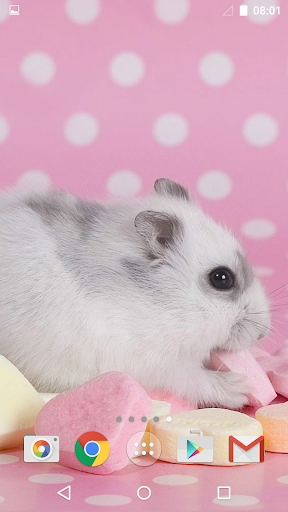 Cute Animals Live Wallpaper - عکس برنامه موبایلی اندروید