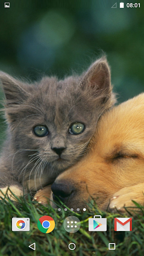 Cute Animals Live Wallpaper - عکس برنامه موبایلی اندروید