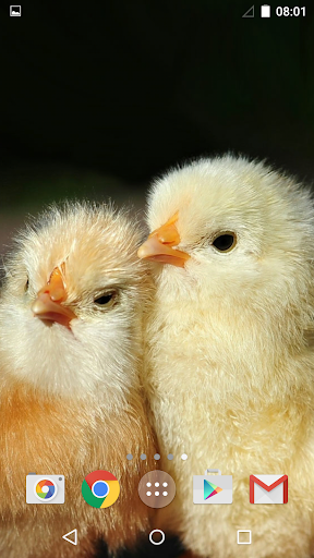 Cute Animals Live Wallpaper - عکس برنامه موبایلی اندروید