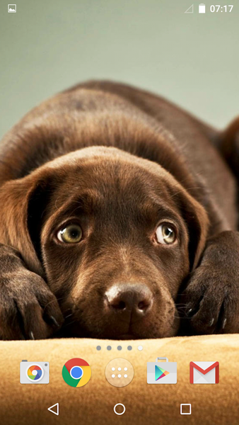 Cute Dogs - عکس برنامه موبایلی اندروید