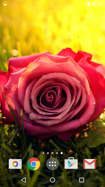 Roses - Image screenshot of android app