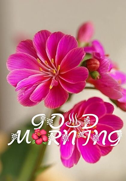Good Morning Images 2024 - Image screenshot of android app