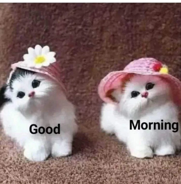 Good Morning Images 2024 - Image screenshot of android app