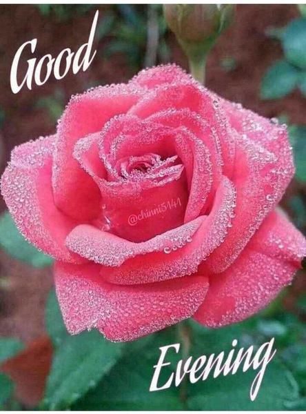 Good Morning Images App ۲۰۲۴ - عکس برنامه موبایلی اندروید