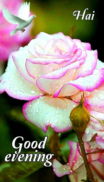 Good Night good evening images - Image screenshot of android app