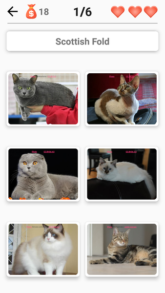 Cat Breeds Quiz - Game about C - عکس بازی موبایلی اندروید