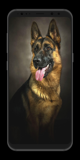 German Shepherd Wallpaper-Live - Image screenshot of android app
