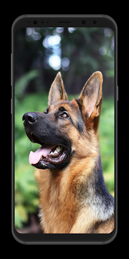 German Shepherd Wallpaper-Live - Image screenshot of android app