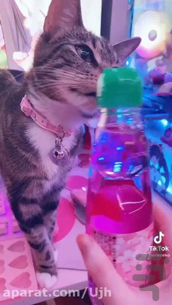 کلیپ کیوت کره ای - عکس برنامه موبایلی اندروید