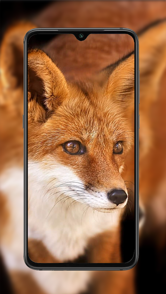 Fox Wallpaper - Image screenshot of android app