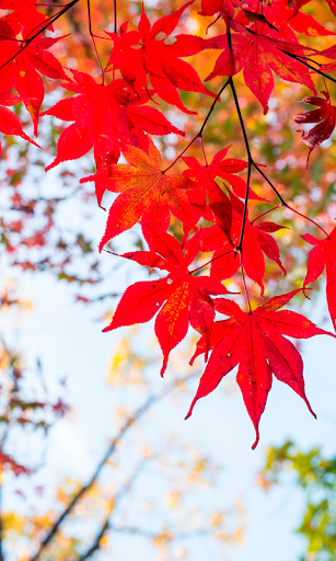 Autumn leaves Wallpapers (backgrounds & themes) - Image screenshot of android app