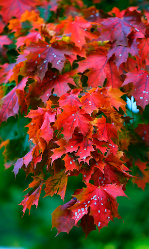 Autumn leaves Wallpapers (backgrounds & themes) - Image screenshot of android app
