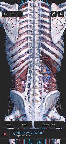 Visual Anatomy ۳D - Human body - عکس برنامه موبایلی اندروید