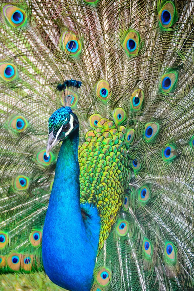 Peacock Wallpapers - Image screenshot of android app