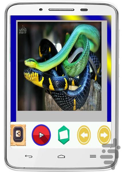 Snake Wallpapers - Image screenshot of android app