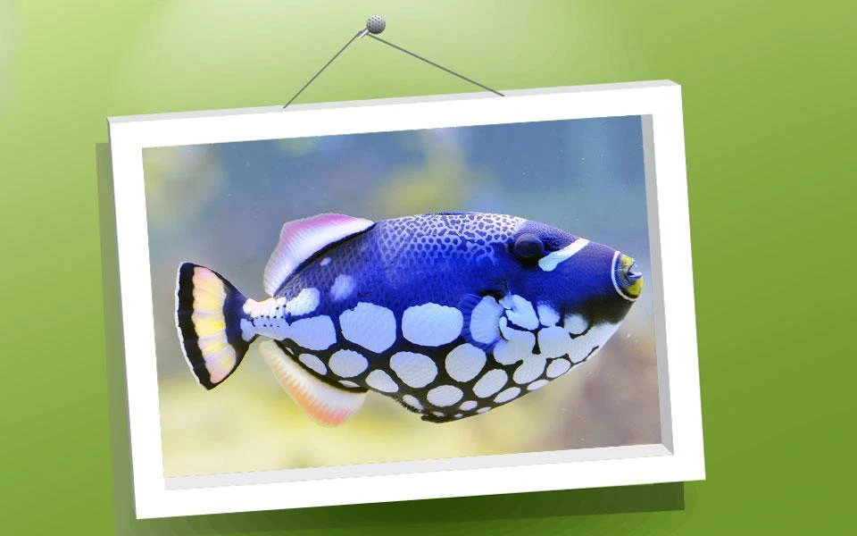 Picture Puzzle: Fishes - عکس بازی موبایلی اندروید