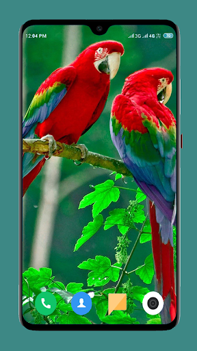 Parrot Wallpapers 4K - عکس برنامه موبایلی اندروید