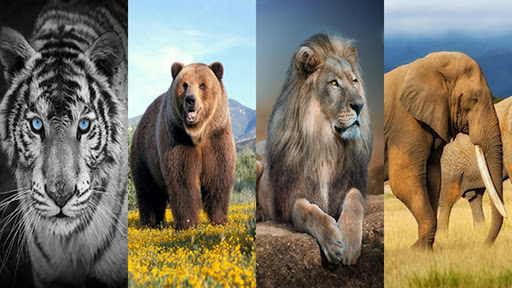 Wild Animal Wallpaper 4K for Android - Download | Cafe Bazaar