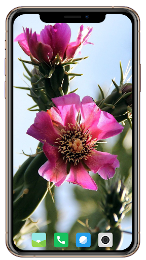Cactus Flowers Wallpaper - Image screenshot of android app