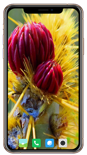 Cactus Flowers Wallpaper - عکس برنامه موبایلی اندروید